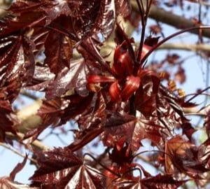 Acer-platanoides-Faassens-Black-Hurmevaahtera-Faassens-Black-2