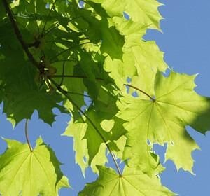 Acer-platanoides-Metsavaahtera2-2