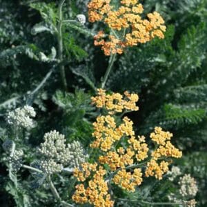 Achillea-Terracota-MihkelSaarPuukool
