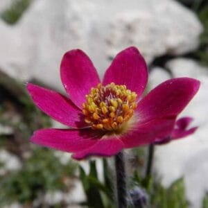 Anemone-multifida-Rubra-MihkelSaarPuukool