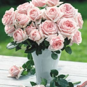 Aphrodite-2