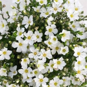 Arenaria-montana-MihkelSaarPuukool