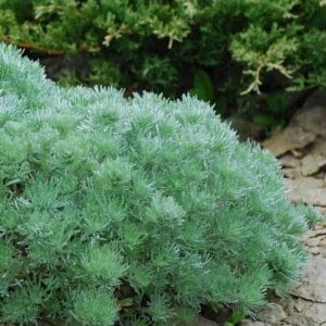 Artemisia-schmidtiana-Nana-MihkelSaarPuukool