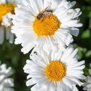 Aster-alpinus-Albus-MihkelSaarPuukool