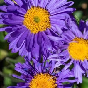Aster-alpinus-Dunkle-Schone-MihkelSaarPuukool