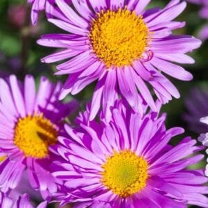 Aster-alpinus-Happy-End-MihkelSaarPuukool