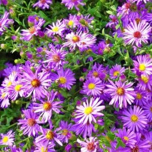 Aster-amellus-Rudolf-Goethe-MihkelSaarPuukool