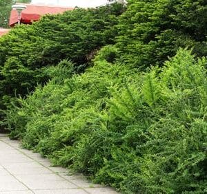Berberis-thunbergii-Japaninhappomarja-2
