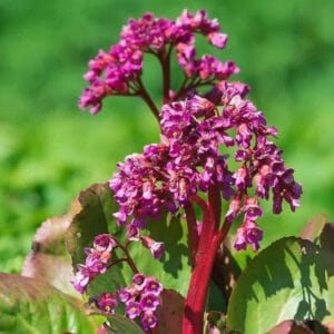 Bergenia-Winterglut-MihkelSaarPuukool