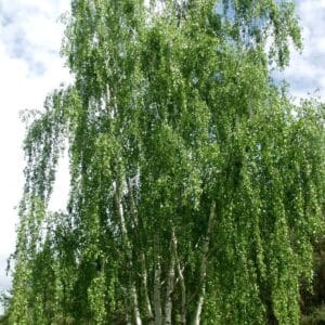 Betula-pendula-Rauduskoivu