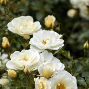 Bienenweide-Ivory-J-Krueger-2