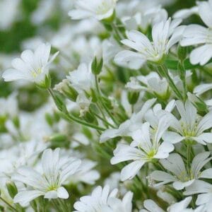 Cerastium-tomentosum1-MihkelSaarPuukool