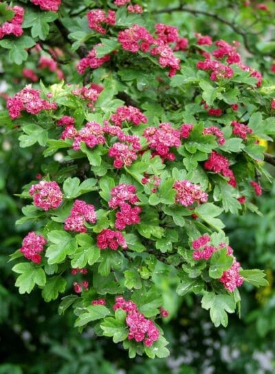 Crataegus-Pauls-Scarlet-Ruusuorapihlaja