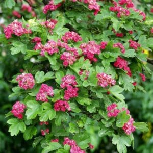 Crataegus-Pauls-Scarlet-Ruusuorapihlaja