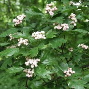 Crataegus-mord-Toba-Helmiorapihlaja-Toba