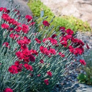 Dianthus-Rubin-MihkelSaarPuukool