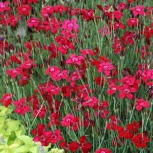 Dianthus-deltoides-Flashing-Light-MihkelSaarPuukool