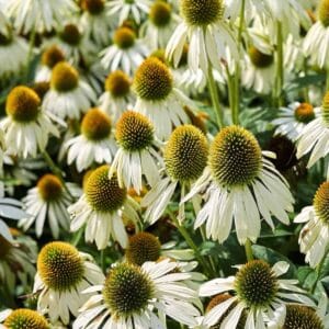 Echinacea-purpurea-Alba-MihkelSaarPuukool
