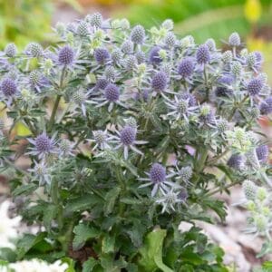 Eryngium-planum-Blue-Hobbit-MihkelSaarPuukool