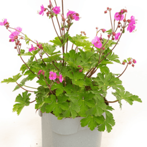 Geranium-mac-Sandys-Smile-MihkelSaarPuukool