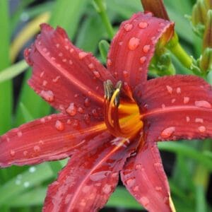 Hemerocallis-Crimson-Pirate-MihkelSaarPuukool