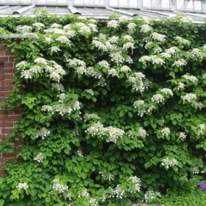 Hydrangea-anomala-AnjaWeckman