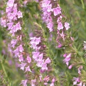 Hyssopus-Roseus-MihkelSaarPuukool