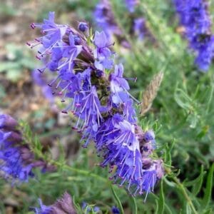 Hyssopus-officinalis-MihkelSaarPuukool