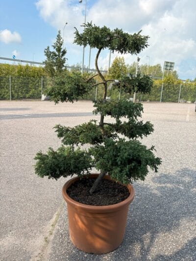IMG-2355-Juniperus-communis-Repanda
