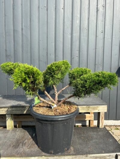 IMG-2393-Juniperus-x-pfitzeriana-Mint-Julep