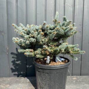 IMG-2405-Picea-pungens-Glauca-Globosa