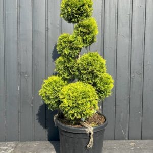 IMG-2417-Thuja-occidentalis-Golden-Smaragd