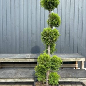IMG-2420-Thuja-occidentalis-Smaragd