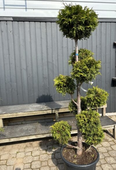 IMG-2427-Thuja-plicata-Martin