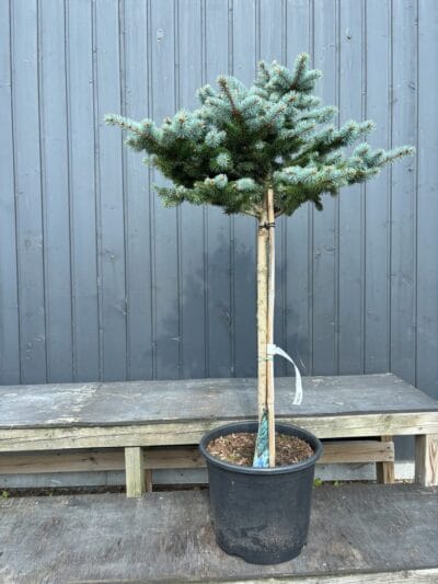 IMG-2445-Picea-pungens-Glauca-Globosa