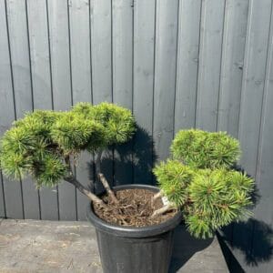 IMG-2523-Pinus-mugo-mugo