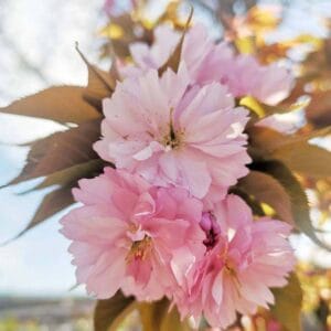 Japaninkirsikka-Royal-Burgundy