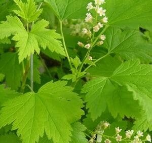 Lamoherukka-Ribes-glandulosum-2