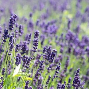 Lavandula-Munsted-Dark-Blue-MihkelSaarPuukool