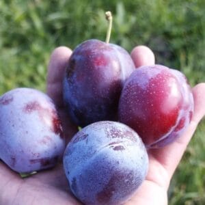 Luumu-Jubileum-muok-