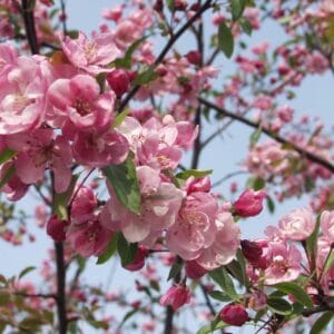 Malus-Aamurusko