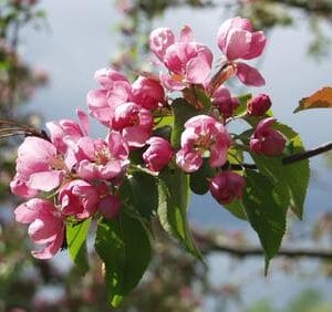Malus-Hopa