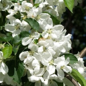 Malus-Hyvingiensis-1