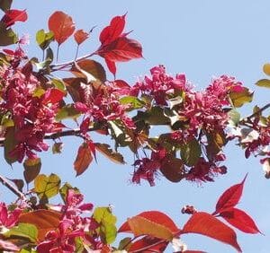 Malus-Royalty