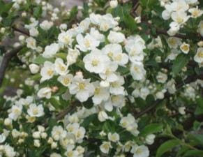 Malus-toringo-var-sargentii-Marjaomenapensas-2