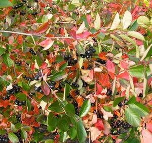 Marja-aronia-Viking