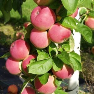 Omena-Melba-punainen
