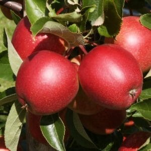 Omena-Summer-Red-muok-