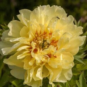 Paeonia-Barzella-MihkelSaarPuukool