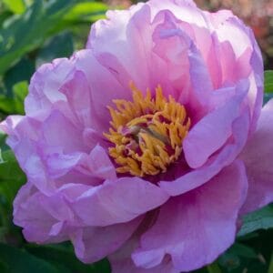 Paeonia-ITOH-First-Arrival-MihkelSaarPuukool